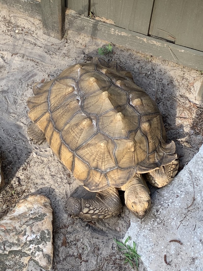 Photo 4 at Tibet-Butler Nature Preserve in Orlando