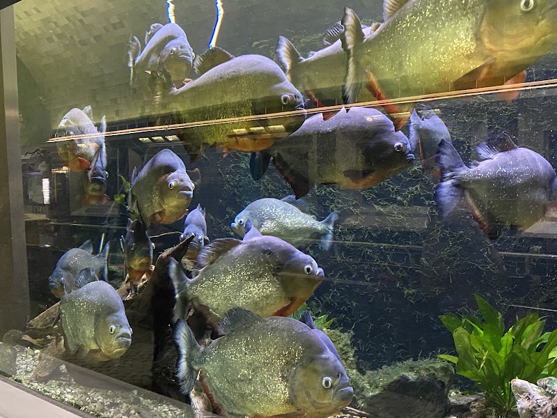 Photo 1 at Belle Isle Aquarium in Detroit