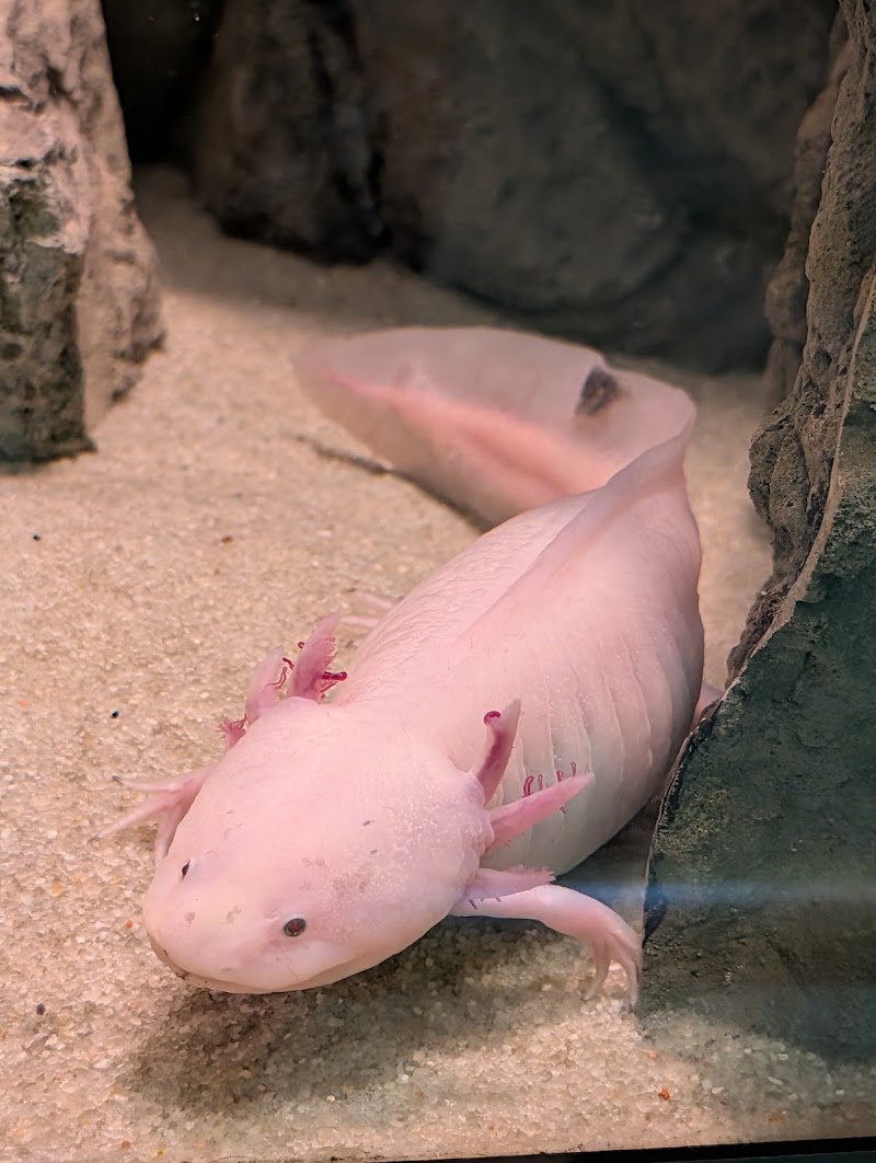 Photo 4 at Belle Isle Aquarium in Detroit