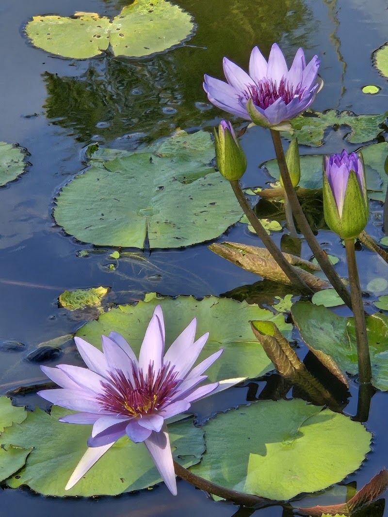 Photo 2 at Queen Elizabeth II Botanic Park in North Side