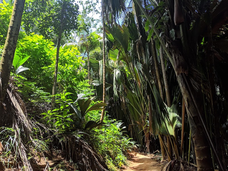 Vallée de Mai, Praslin, Seychelles in Baie Ste Anne