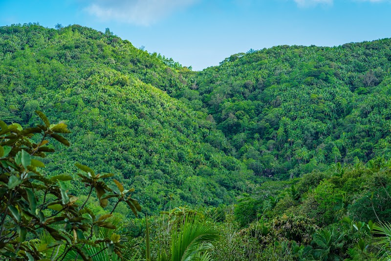 Photo 3 at Vallée de Mai, Praslin, Seychelles in Baie Ste Anne