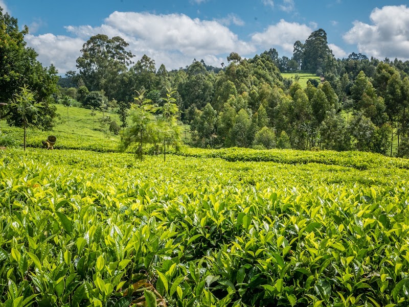 Photo 2 at Mount Kenya National Park in 