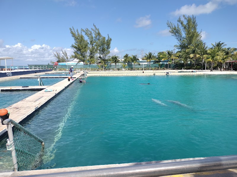 Photo 2 at Dolphin Discovery Grand Cayman in West Bay