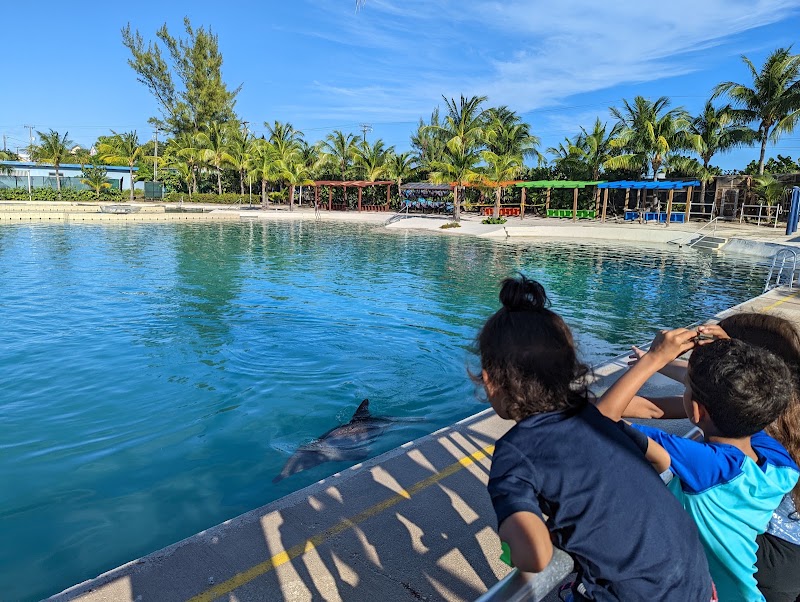Photo 3 at Dolphin Discovery Grand Cayman in West Bay