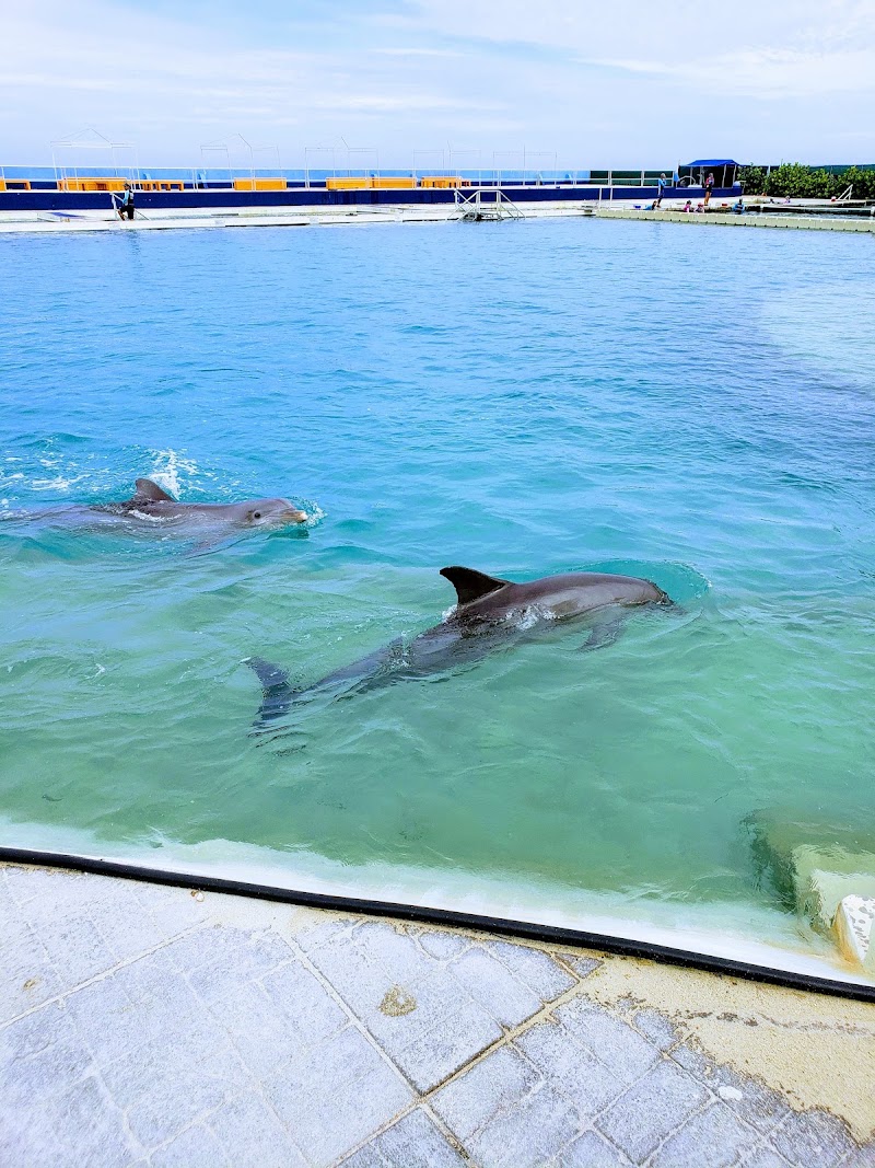 Photo 4 at Dolphin Discovery Grand Cayman in West Bay