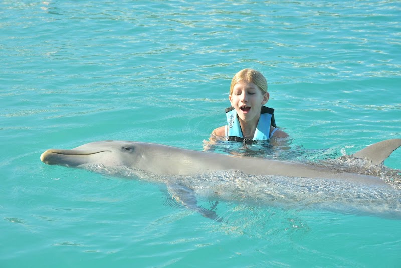 Photo 6 at Dolphin Discovery Grand Cayman in West Bay