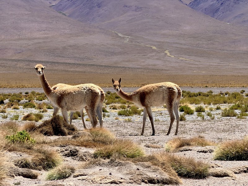 Photo 3 at Hi Bolivia! Travel & Tours in La Paz