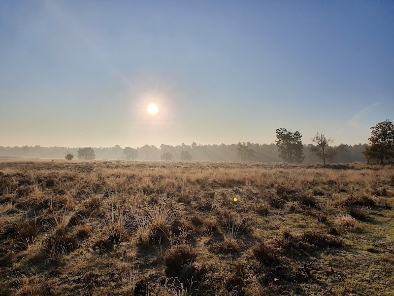 Photo 6 at The Loonse and Drunense Duinen National Park in Drunen