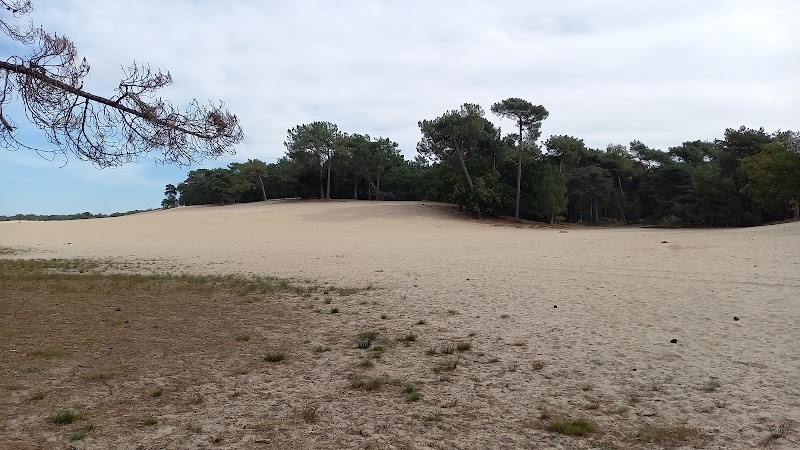 Photo 5 at The Loonse and Drunense Duinen National Park in Drunen