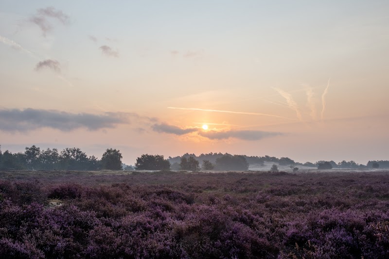 Photo 1 at The Loonse and Drunense Duinen National Park in Drunen