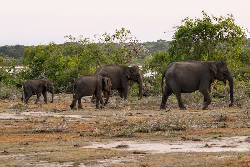 Yala National Park in 