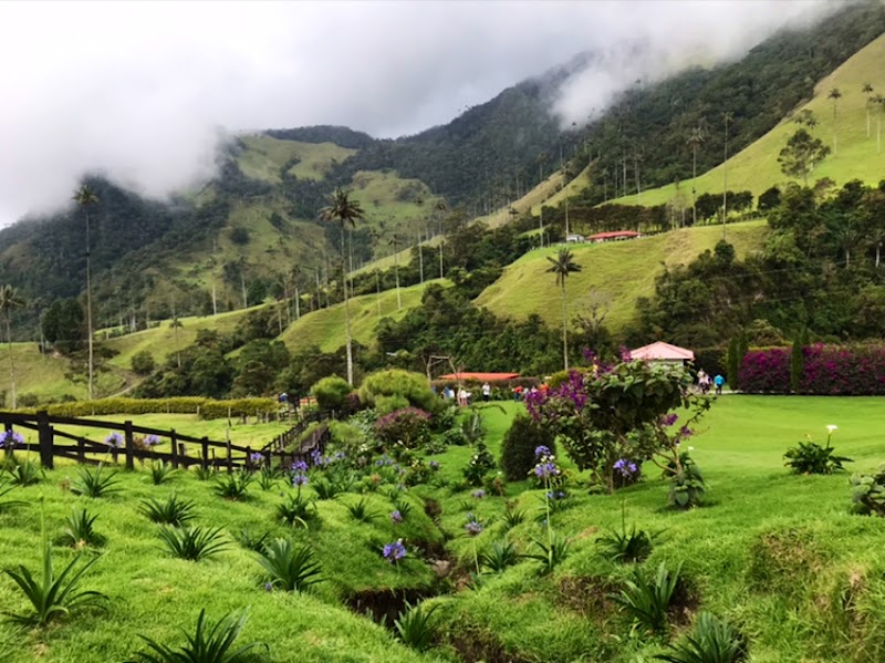 Photo 6 at Cocora Valley in Salento
