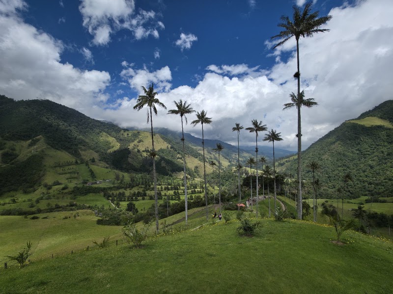 Cocora Valley in Salento