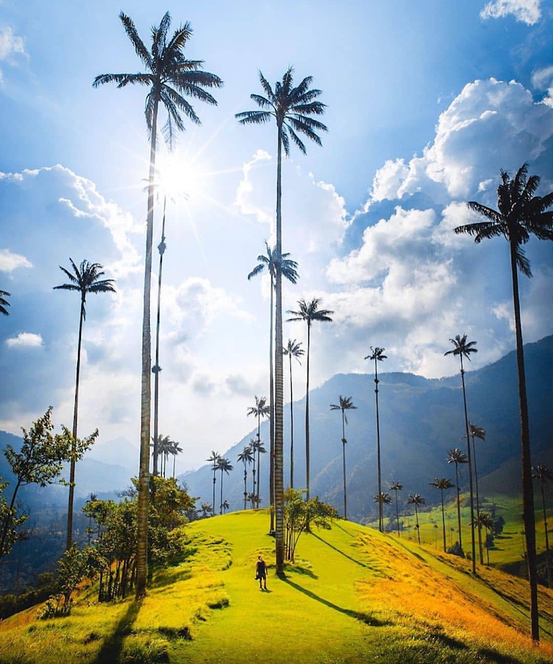 Photo 1 at Cocora Valley in Salento