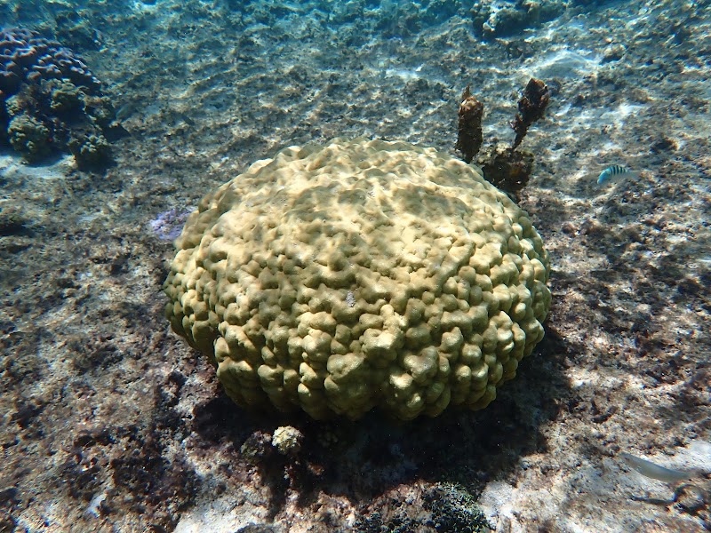 Photo 1 at Lagoonarium de Moorea (jardin de corail) in Moorea-Maiao