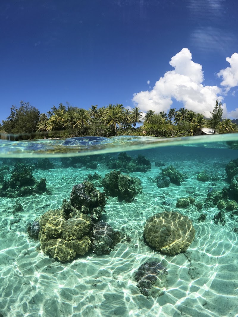 Photo 4 at Lagoonarium de Moorea (jardin de corail) in Moorea-Maiao