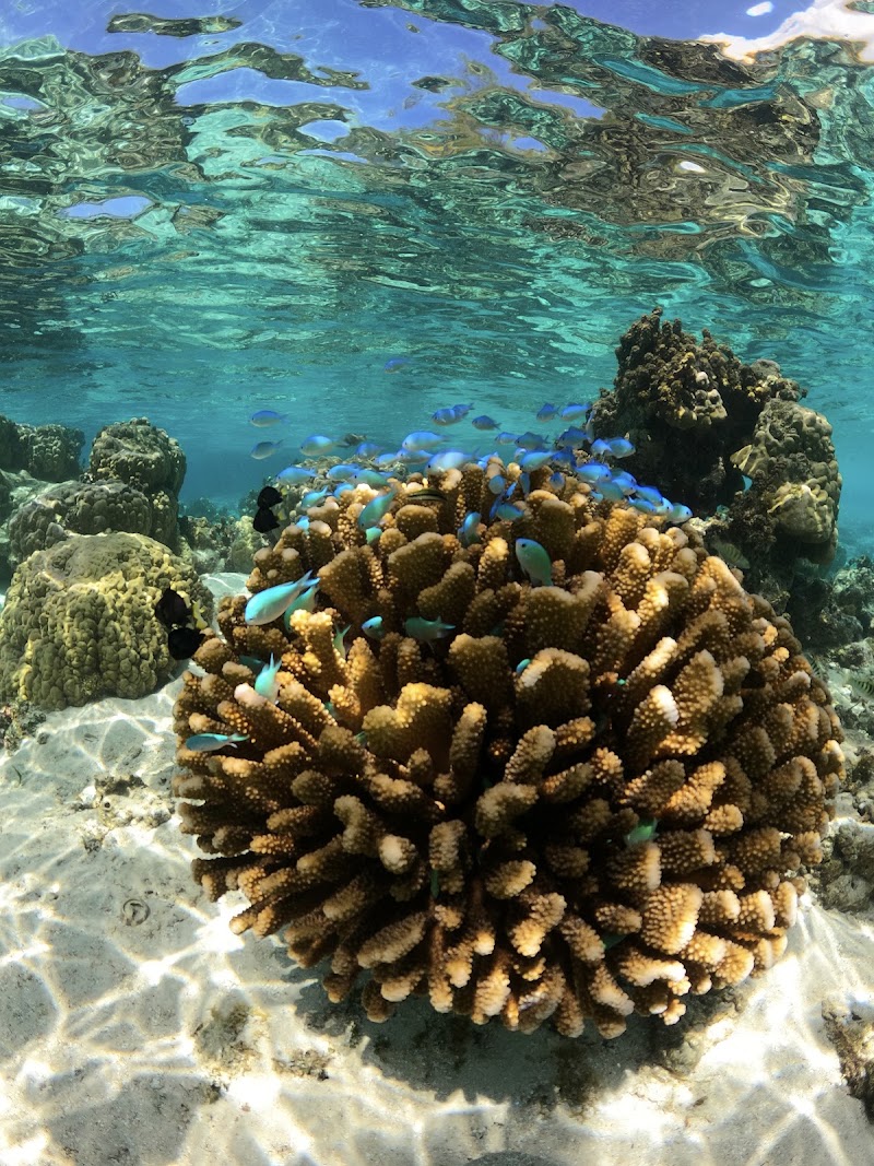 Photo 2 at Lagoonarium de Moorea (jardin de corail) in Moorea-Maiao
