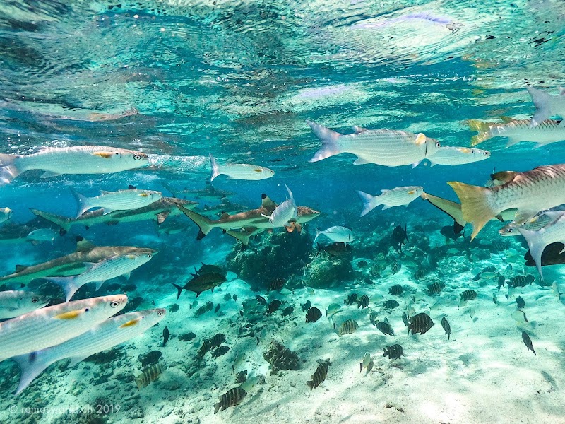 Photo 3 at Lagoonarium de Moorea (jardin de corail) in Moorea-Maiao