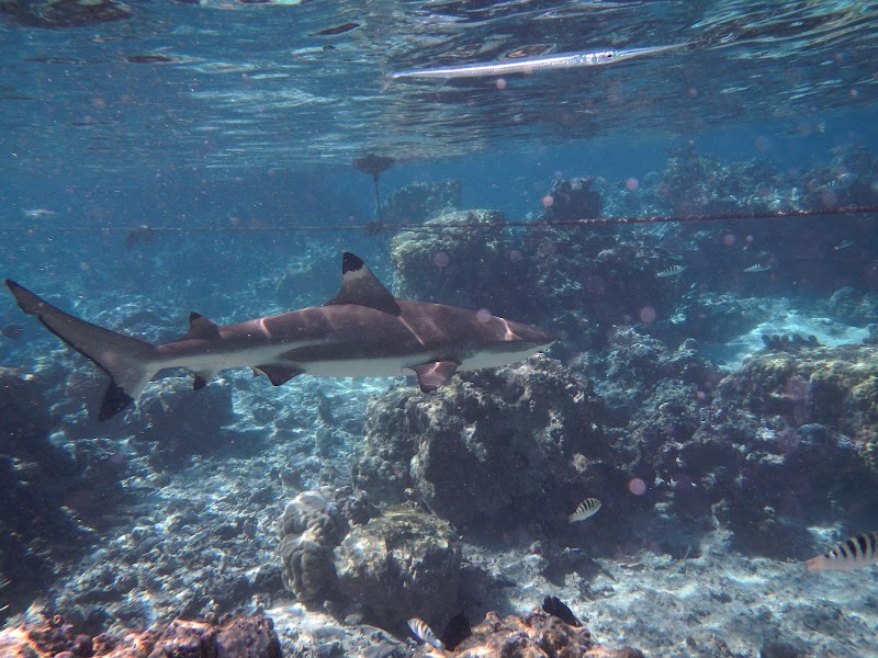 Lagoonarium de Moorea (jardin de corail) in Moorea-Maiao