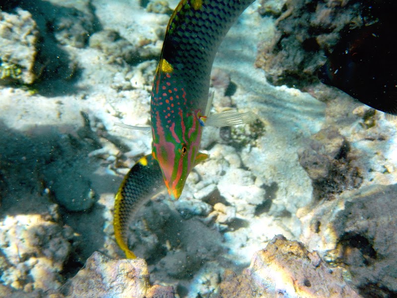 Photo 6 at Lagoonarium de Moorea (jardin de corail) in Moorea-Maiao