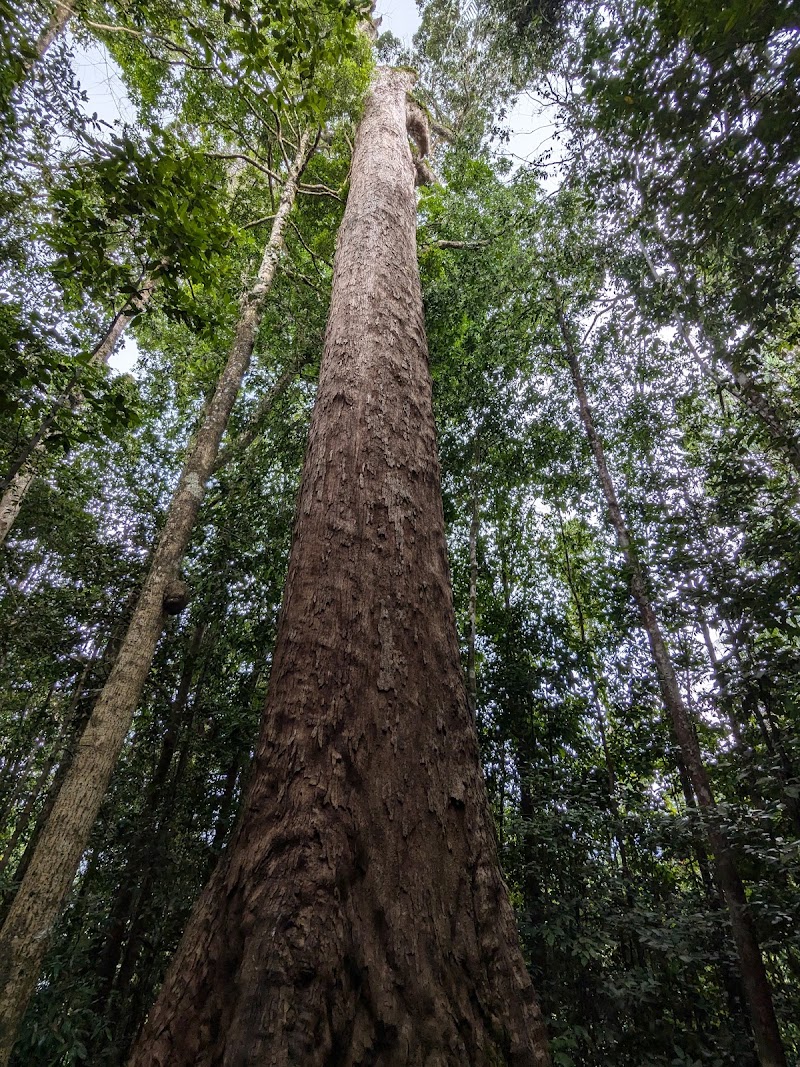 Photo 5 at Sinharaja Forest Reserve in 
