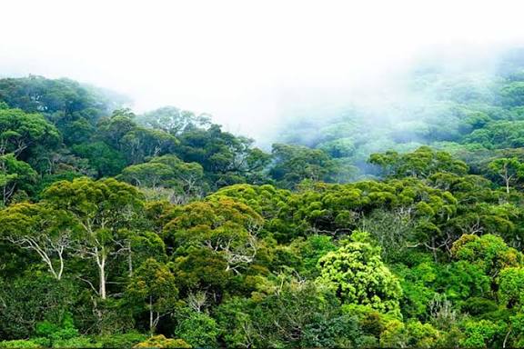 Sinharaja Forest Reserve in 