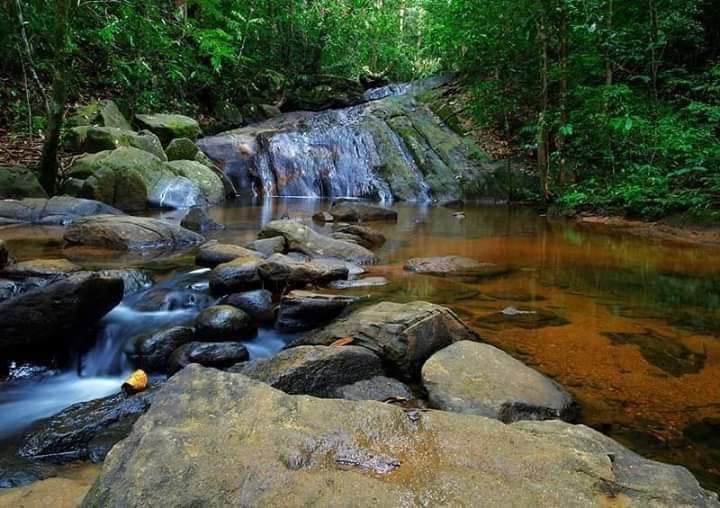 Photo 4 at Sinharaja Forest Reserve in 