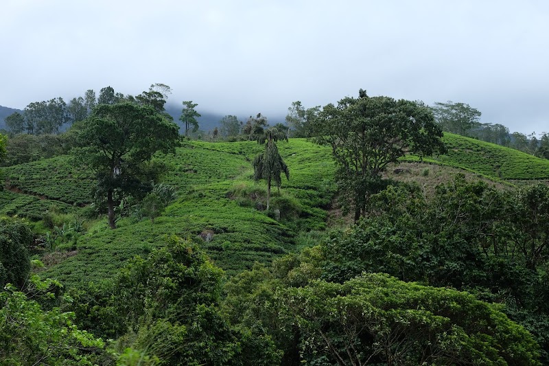 Photo 1 at Sinharaja Forest Reserve in 