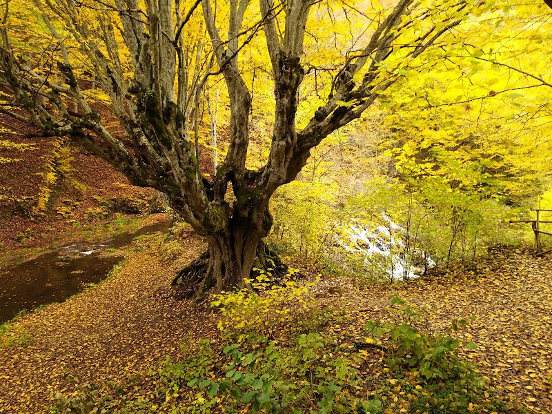 Photo 2 at Dokuzak Waterfall in 