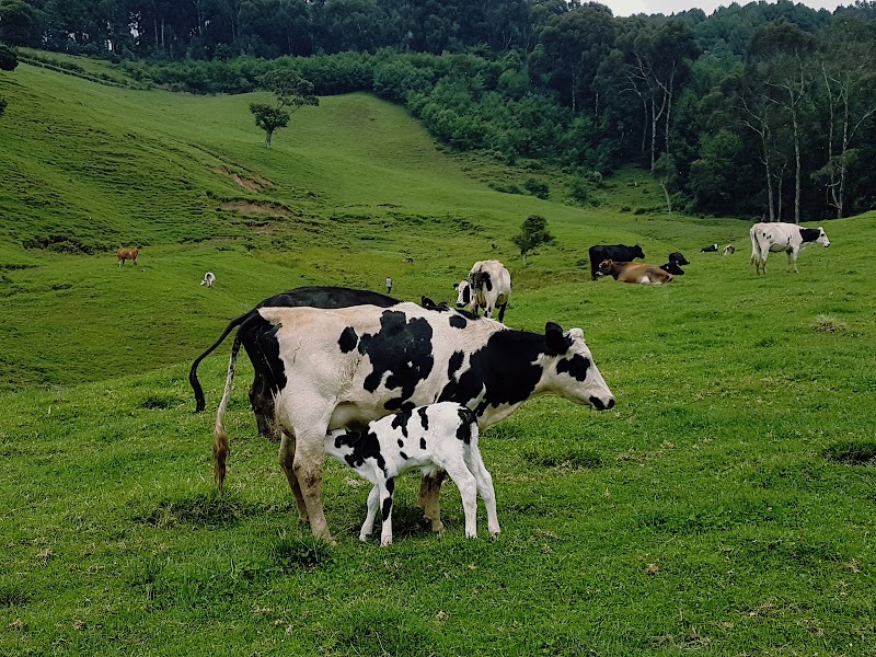 Photo 3 at Gishwati-Mukura National Park and Biosphere Reserve in 