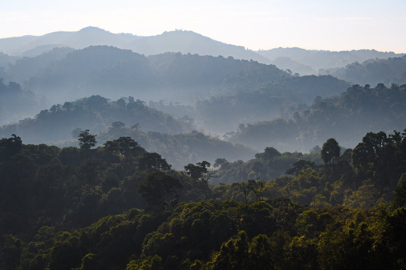 Photo 1 at Gishwati-Mukura National Park and Biosphere Reserve in 