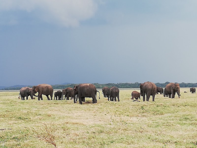 Minneriya National Park in 
