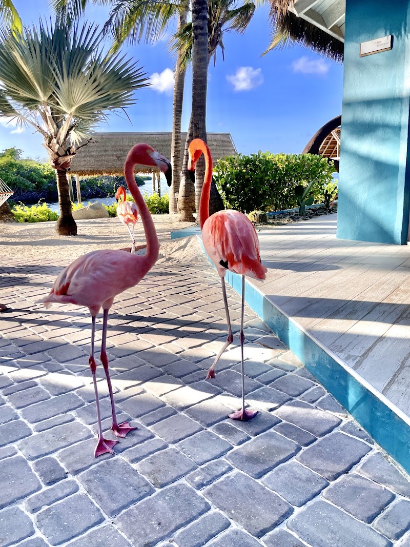 Photo 4 at Flamingo Beach in Oranjestad-East