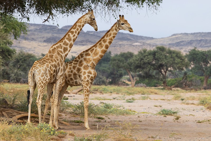 Photo 3 at Namibia Tours & Safaris in Swakopmund