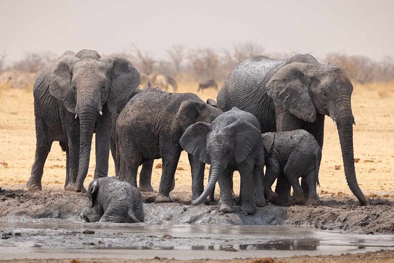 Photo 2 at Namibia Tours & Safaris in Swakopmund