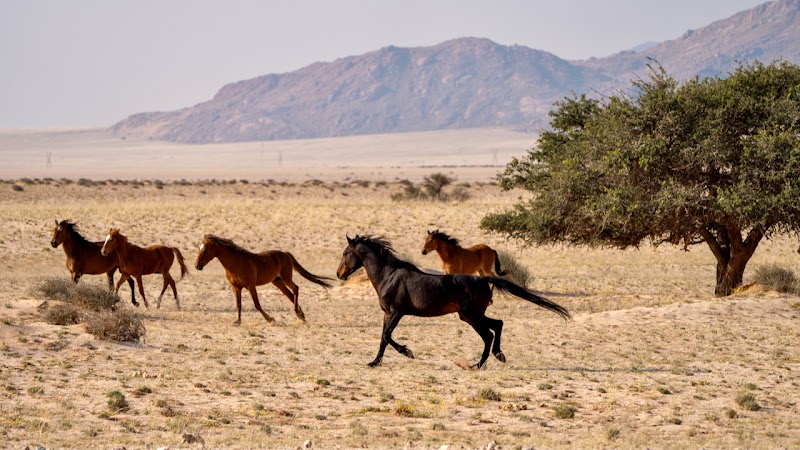 Photo 1 at Namibia Tours & Safaris in Swakopmund