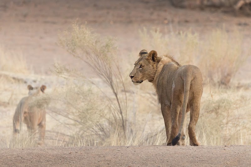 Photo 5 at Namibia Tours & Safaris in Swakopmund