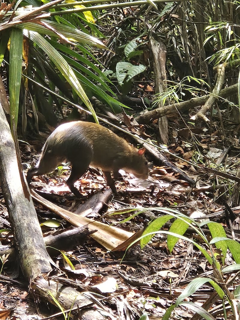 Photo 2 at Metropolitan Natural Park in Panama City