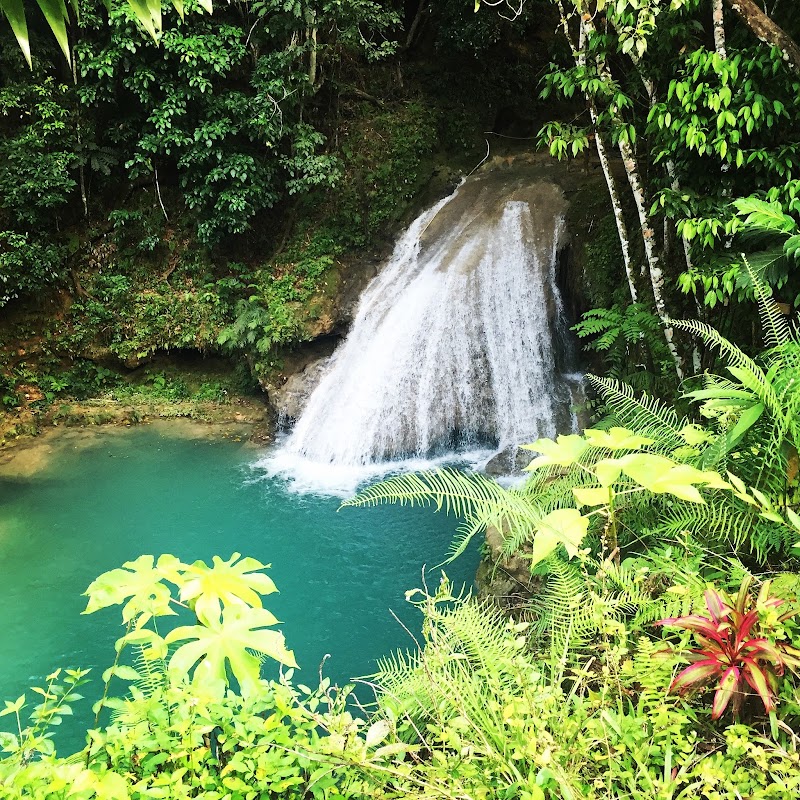 Island Gully Falls in Lodge