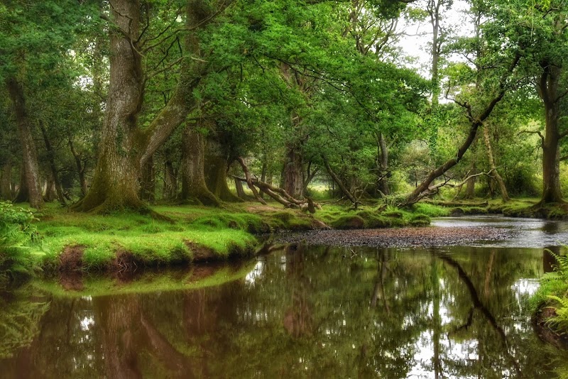 Photo 6 at New Forest National Park in 