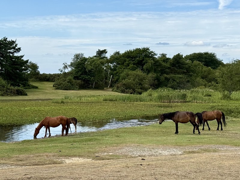 Photo 1 at New Forest National Park in 