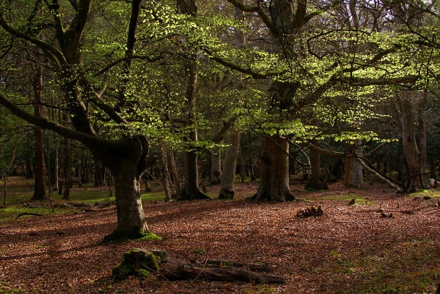 New Forest National Park in 