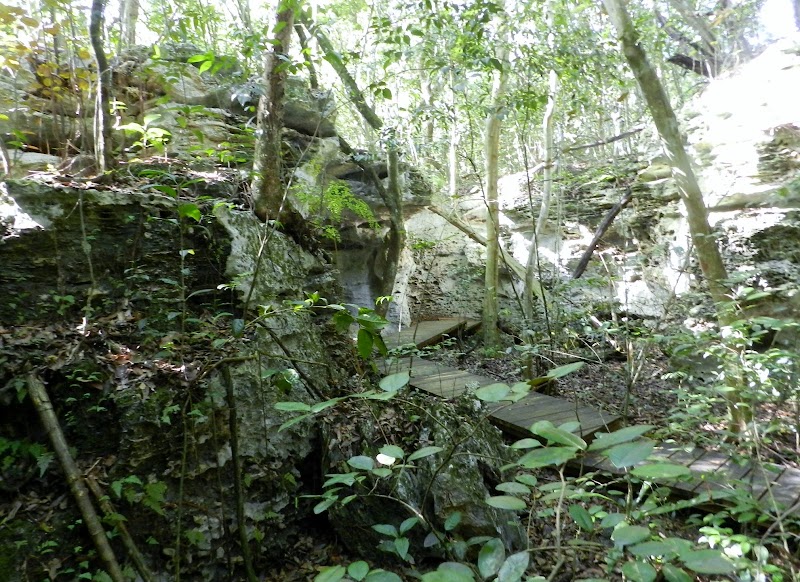 Photo 4 at Primeval Forest National Park in Nassau