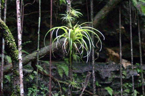 Primeval Forest National Park in Nassau