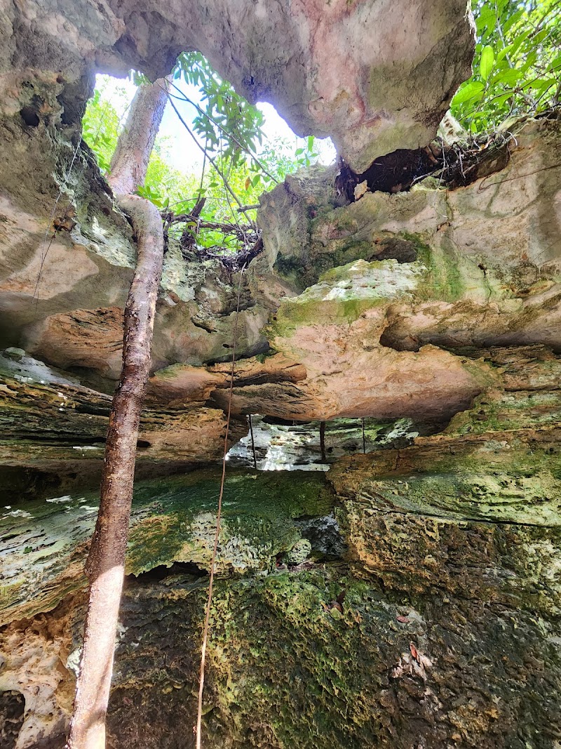 Photo 2 at Primeval Forest National Park in Nassau