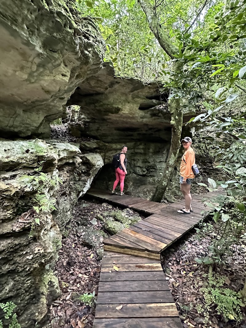 Photo 1 at Primeval Forest National Park in Nassau