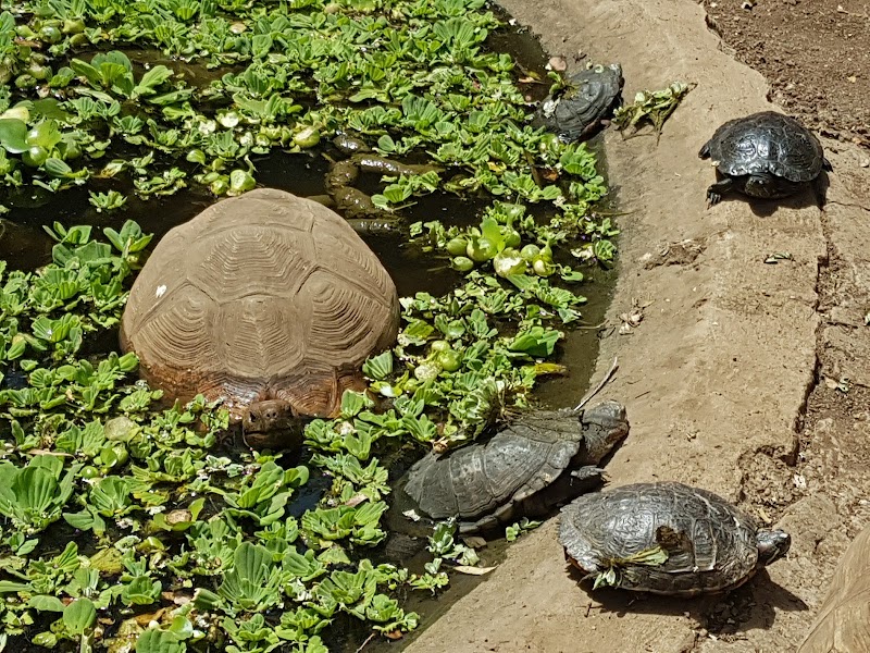 Meserani Snake Park in Duka Bovu