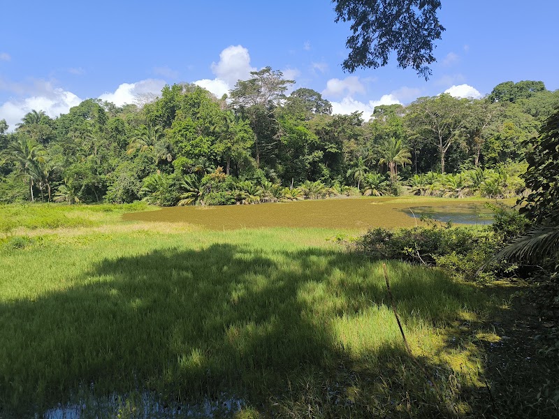 Photo 2 at Panama Rainforest Discovery Center in Gamboa