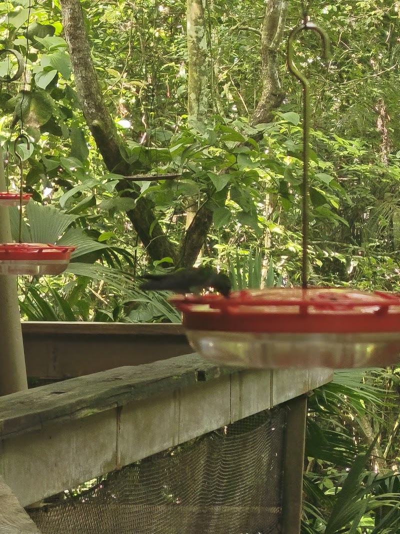 Photo 6 at Panama Rainforest Discovery Center in Gamboa